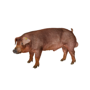 Pig